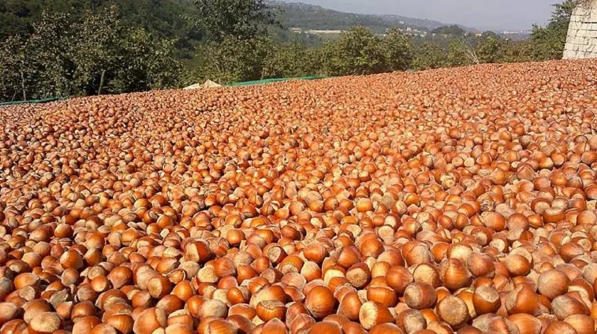 Fındık Üreticisi Yine Aynı Hataya Düşüyor!
