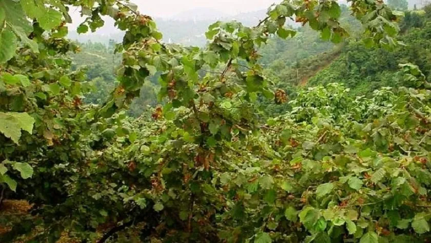 Fındık Üreticisi İsyanda: “Bu Fiyatlarla Ayakta Kalmak İmkânsız”